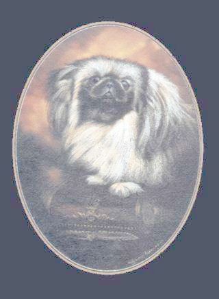 Pekingese-Farbdruck