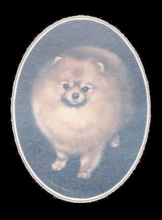 Pomeranian-Farbdruck