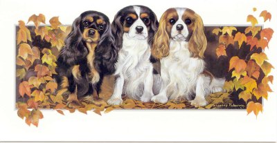 Cavalier King Charles Spaniel Grukarte - Vorderseite