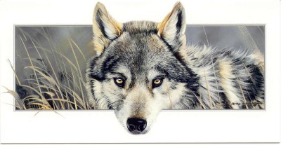 Wolf Grukarte - Vorderseite