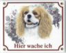 King Charles Spaniel Emailschild