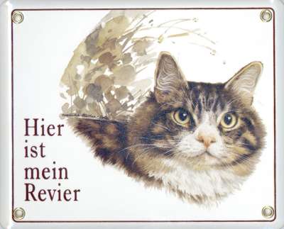 Maine Coon Katze