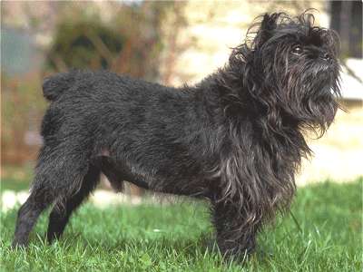 Affenpinscher