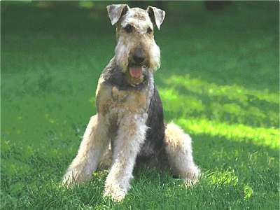 Airedale Terrier