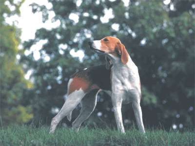 Amerikanischer Foxhound