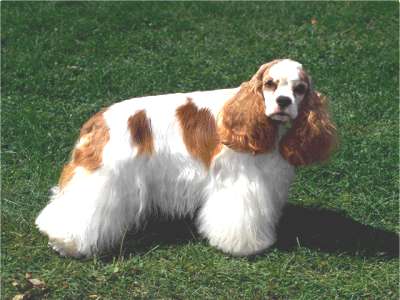 Amerikanischer Cocker Spaniel