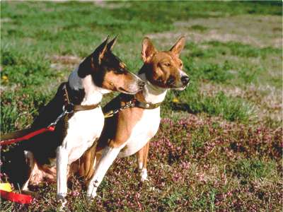 Basenji