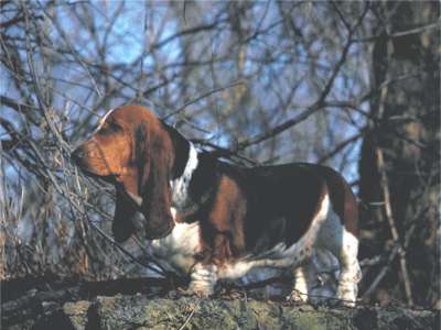 Basset