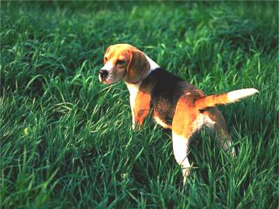 Beagle