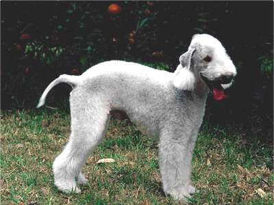 Bedlington Terrier