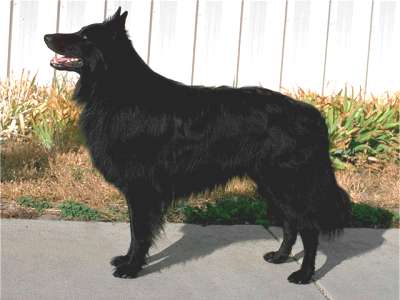 Belgischer Schferhund