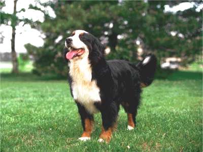 Berner Sennenhund