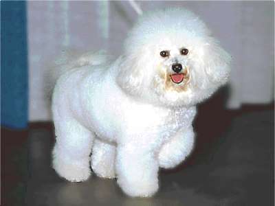 Bichon Frises