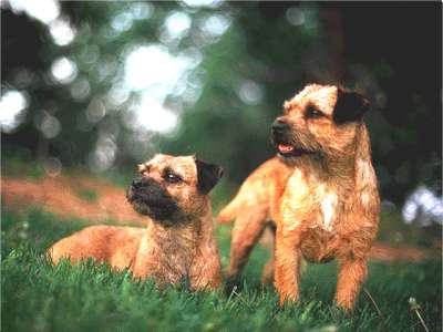 Border Terrier