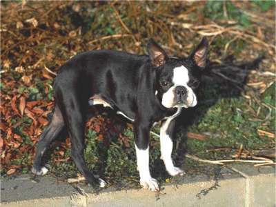 Boston Terrier