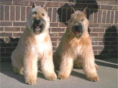 Bouvier des Flandres