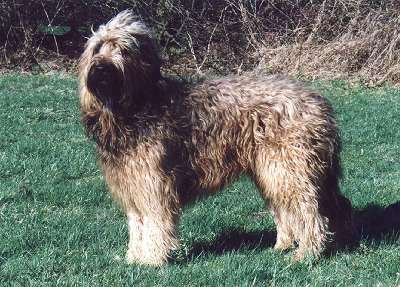 Briard fauve