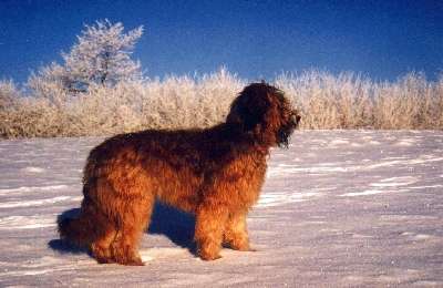 Briard fauve