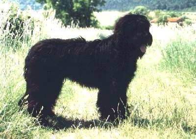 Briard schwarz