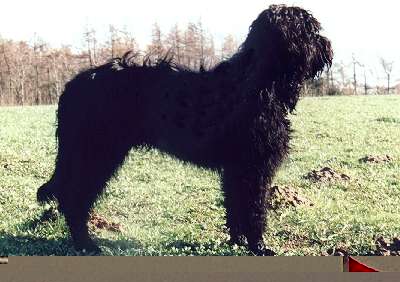 Briard schwarz