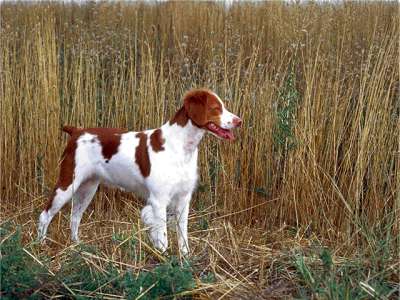 Britanny Spaniel