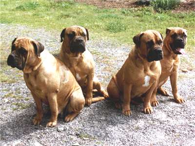 Bullmastiff