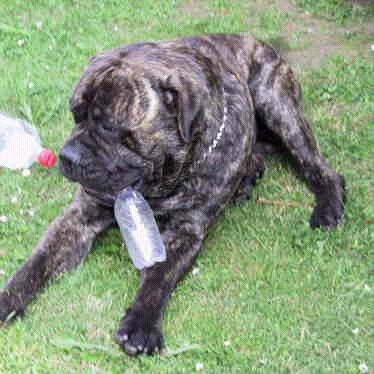 bullmastiff-graber.jpg (27417 Byte)