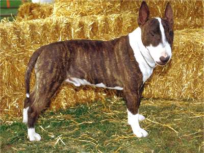 Bullterrier