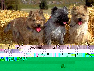 Cairn Terrier