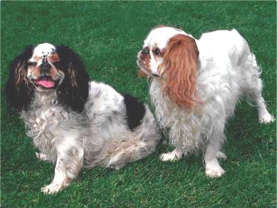 Englischer Toy Spaniel