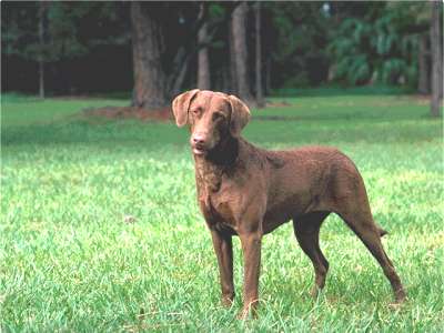 Chesapeak Bay Retriever