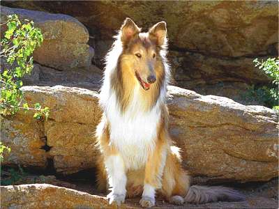 Collie