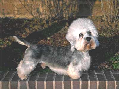 Dandie Dinmont