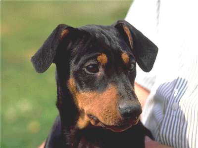 Dobermann Pinscher