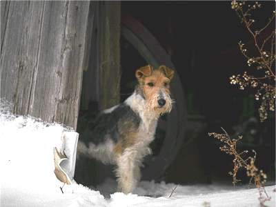 Drahthaarfoxterrier