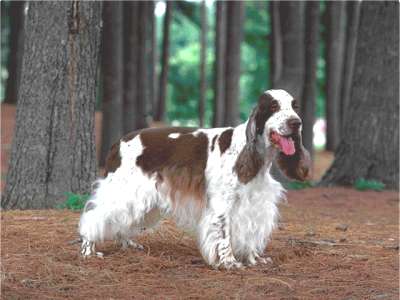 Englischer Cocker Spaniel