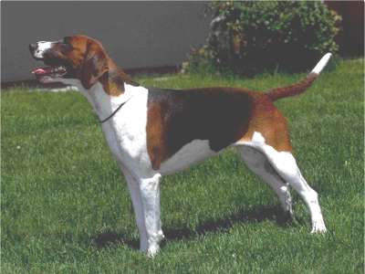 Englischer Foxhound