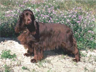 Field Spaniel