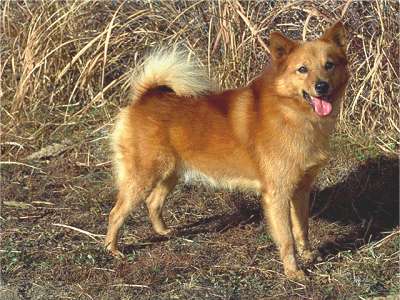 Finnischer Spitz