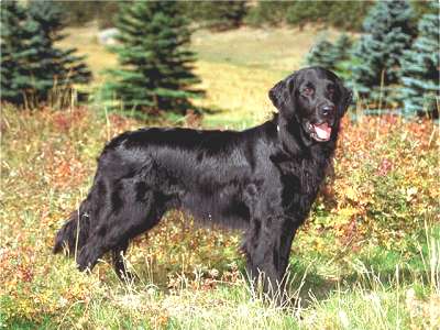 Flat Coated Retriever