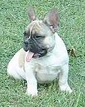 Franzsische Bulldogge con bullyhouse.com