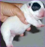 Franzsische Bulldogge con bullyhouse.com