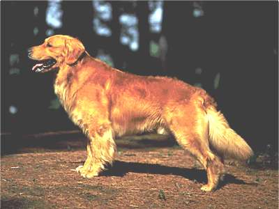 Golden Retriever