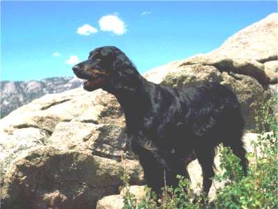 Gordon Setter