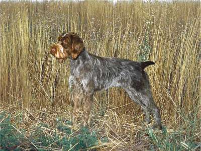 Griffon