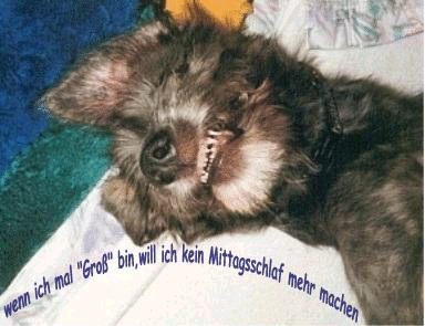 Irischer Wolfshund-Welpe