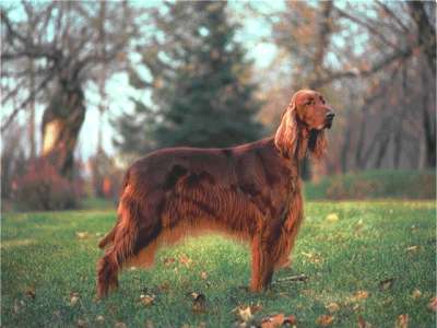 Irish Setter