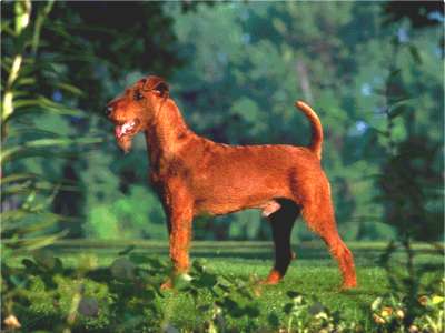 Irish Terrier