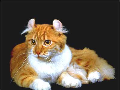 American Curl