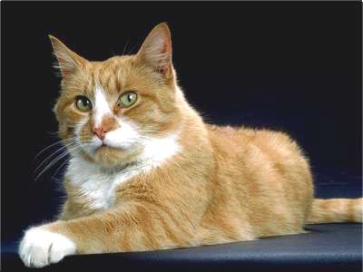 American Shorthair